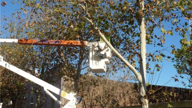 Poda y desinfección en Valle Viejo