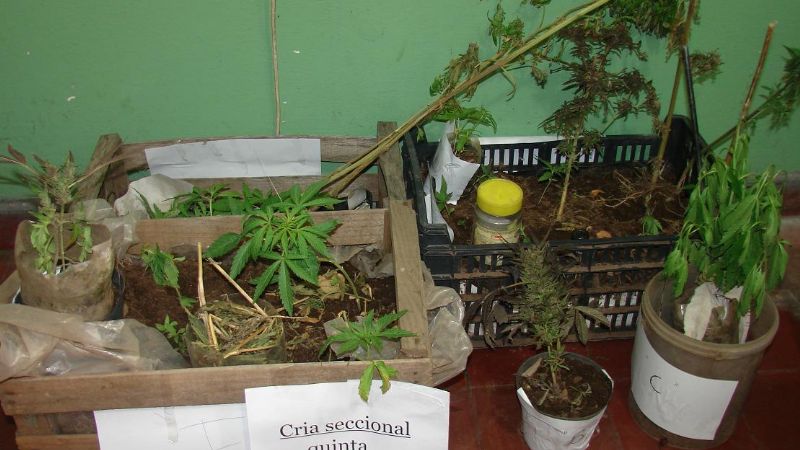 Secuestran marihuana a la vera del Río El Tala