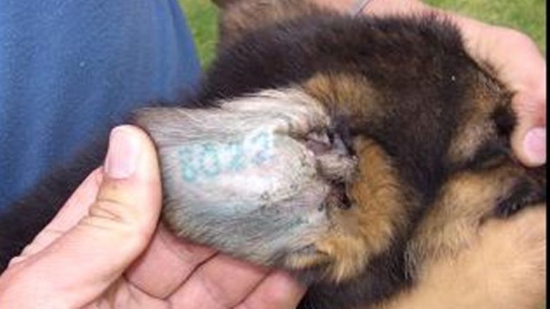 Nuevo mecanismo de registro de identificación de animales