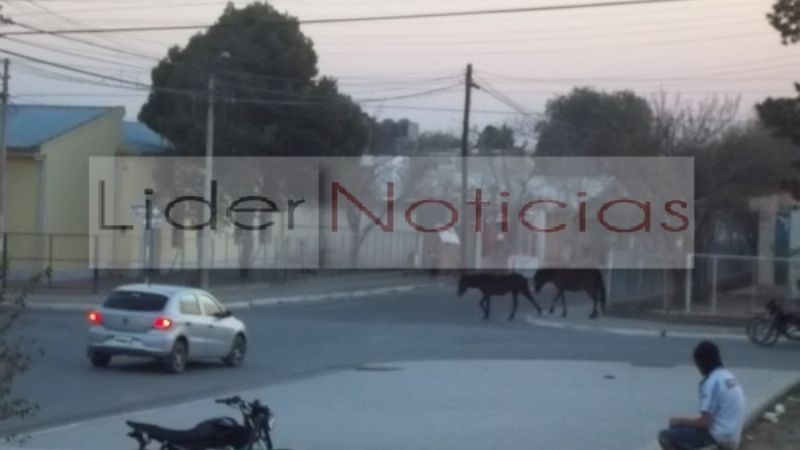 En Recreo, los caballos andan sueltos por las calles