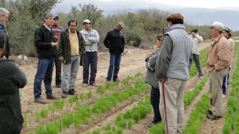 Impulso a la producción del comino