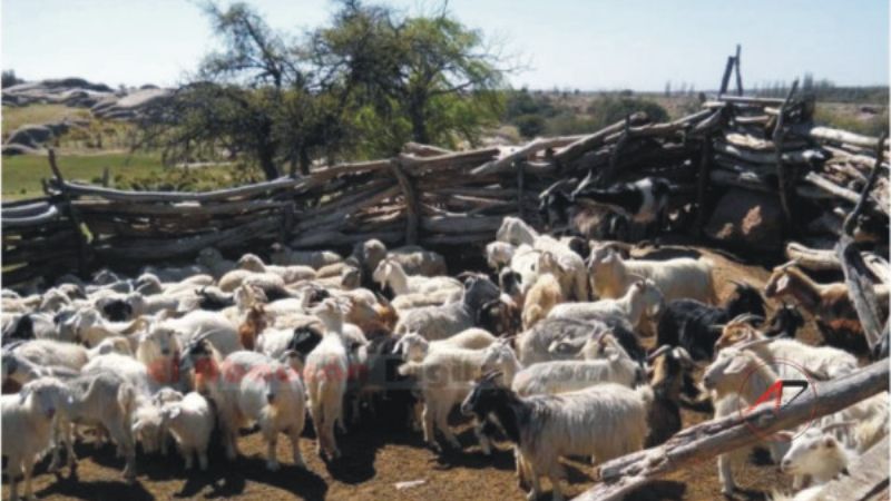 Productores cabriteros denuncian a responsables