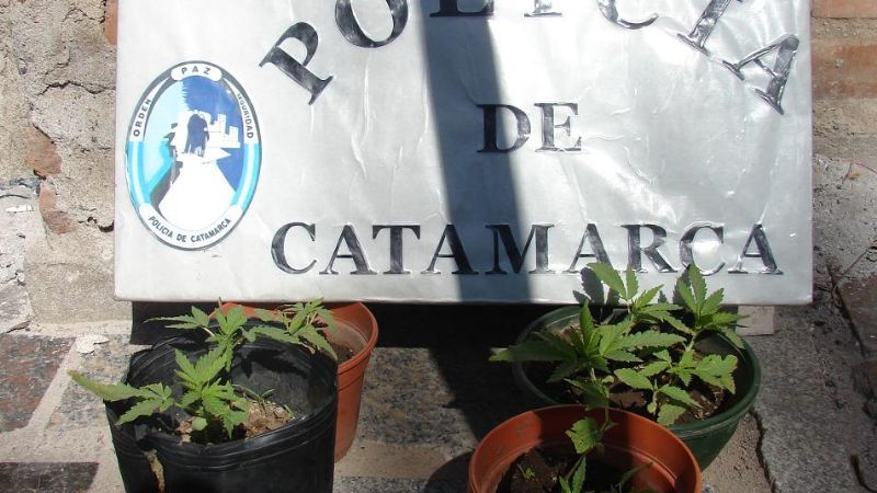 Denunció que su hijo tenía plantines de marihuana