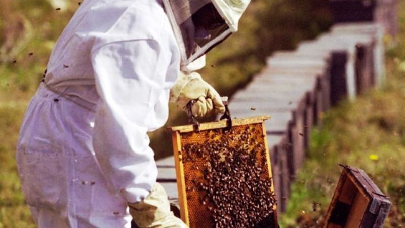 Curso sobre manejo apícola