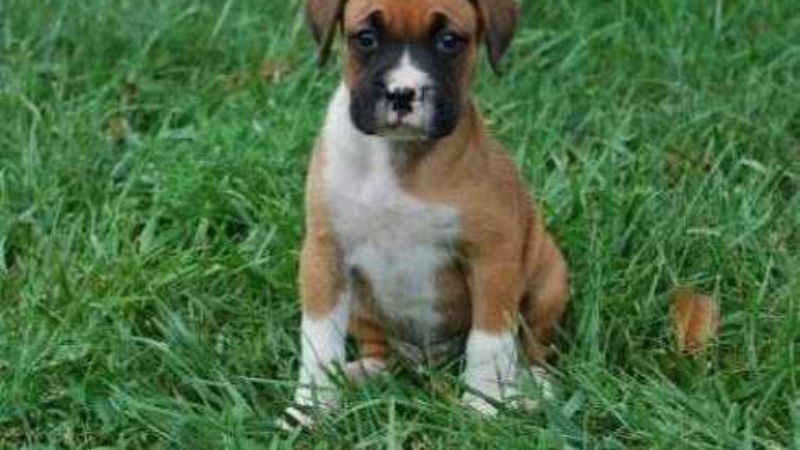 Campaña de vacunación para mascotas