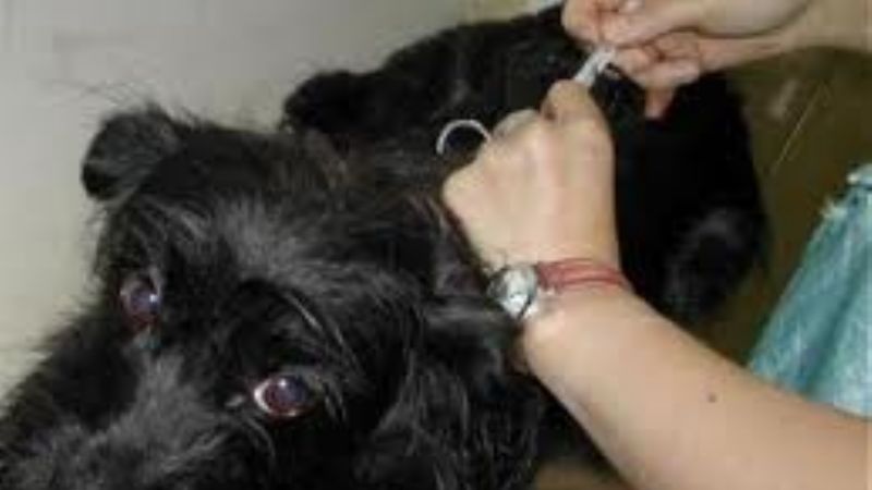 Vacunación de mascotas