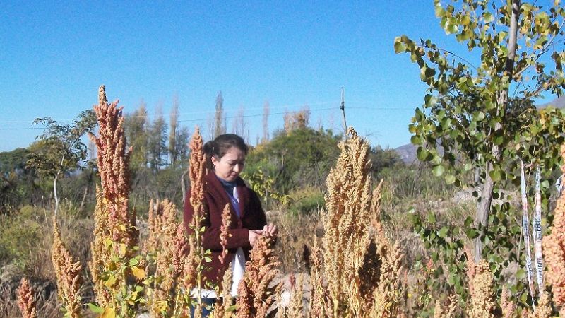 Catamarca con aroma y sabor a quínoa