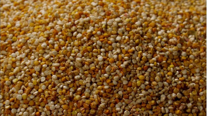 Buscan alternativas agrícolas en el NEA-NOA que superen a la soja