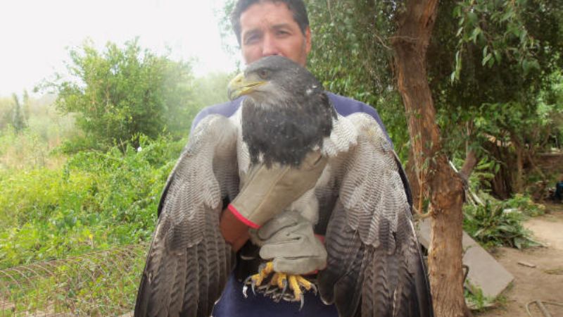 Rescatan y liberan un aguilucho