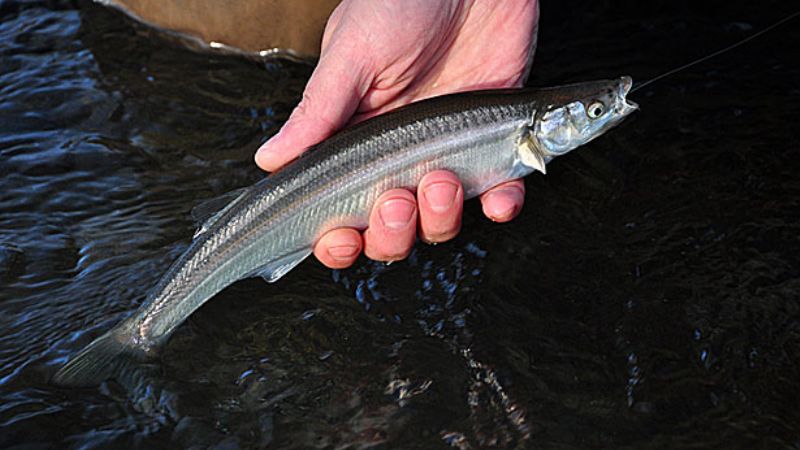 Vedan diques de la provincia para pesca de pejerrey