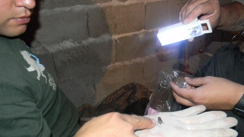 Acciones de control y promoción sanitaria en Dengue y Chagas en Ongolí