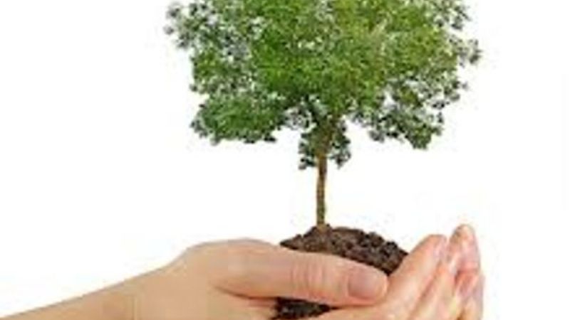 Actividades en el marco del mes del árbol