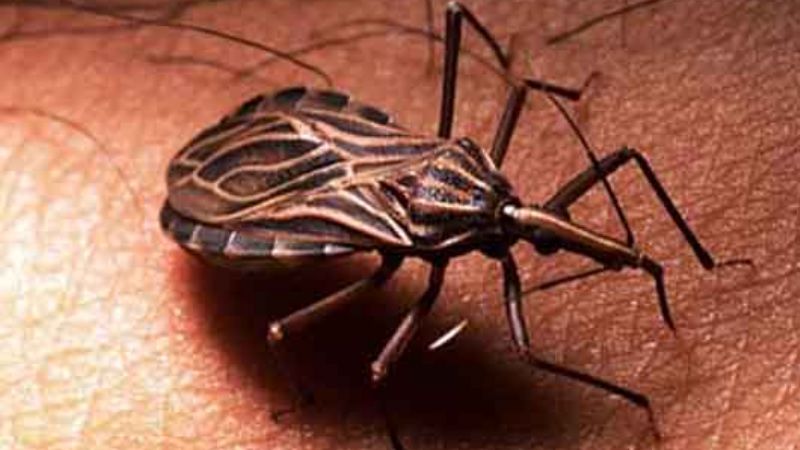 Acto para sensibilizar sobre la enfermedad de Chagas 