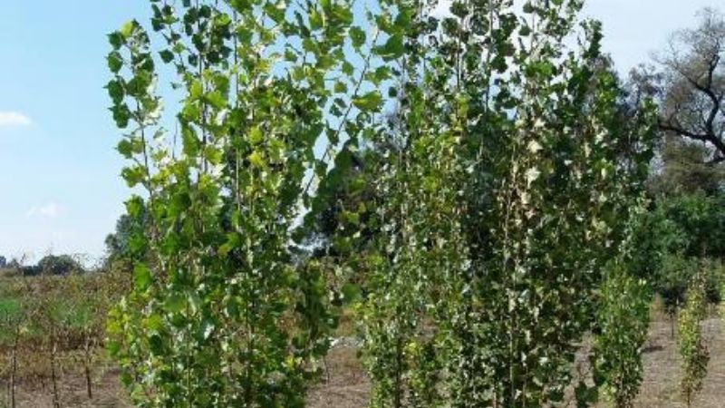 Entregan plantas de álamo criollo