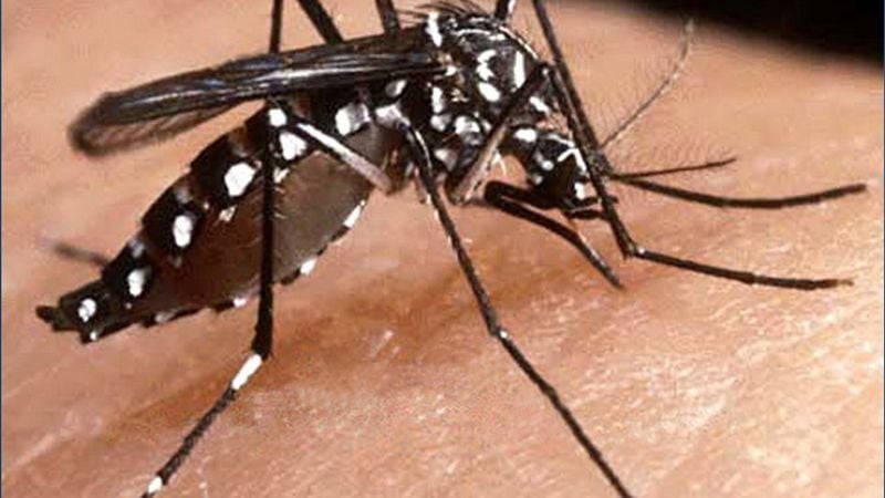 Confirman el octavo caso de dengue