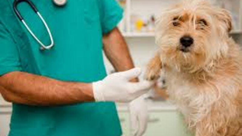 Día del Veterinario Argentino