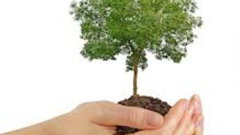 Programa forestal urbano “Yo adopto un árbol”