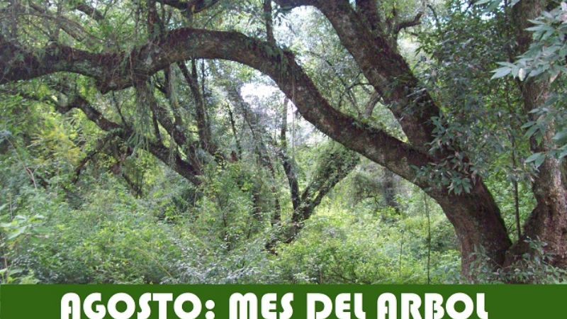 Agosto, mes del árbol