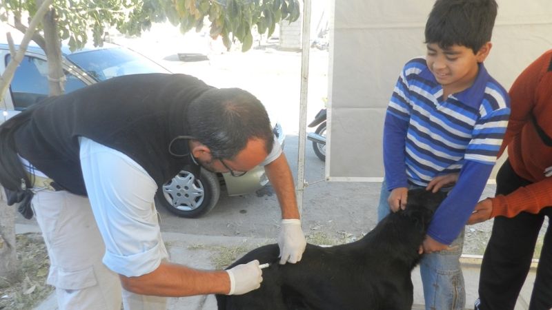 Castración y vacunación en el Se.Pa.Ve del norte