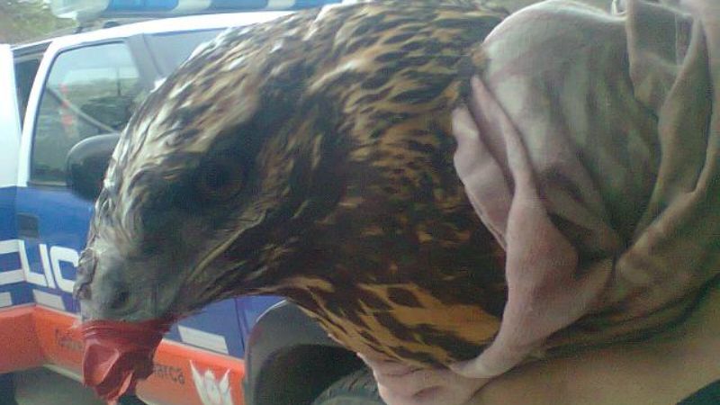 Recuperaron elementos robados y hallan un águila