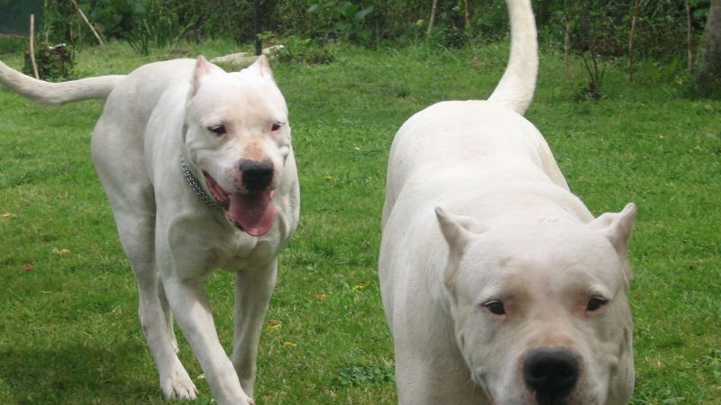 Niña fue atacada por un perro dogo