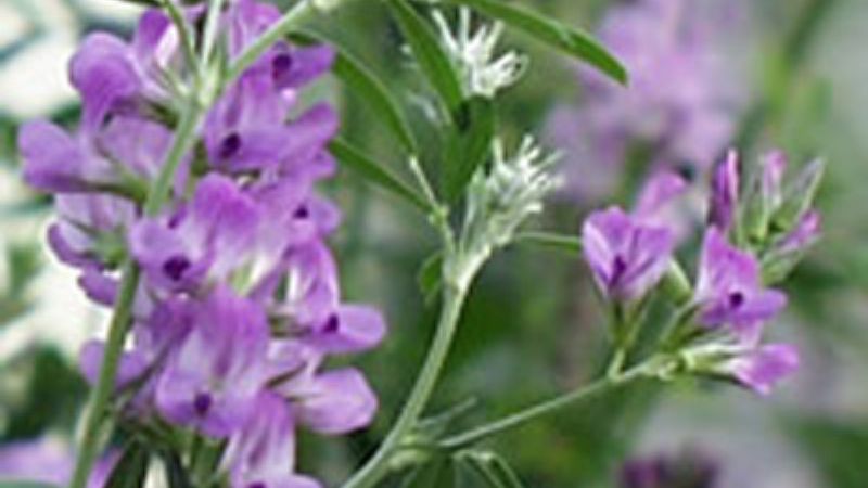 Actualización en cultivo de la alfalfa