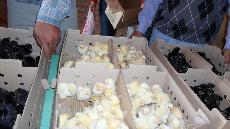 Fuerte impulso al sector agrícola ganadero en San José