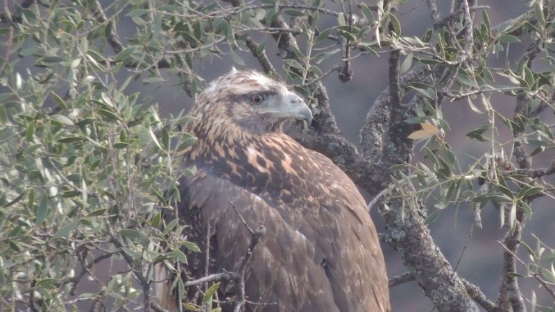 Ambiente liberó un ejemplar de águila mora