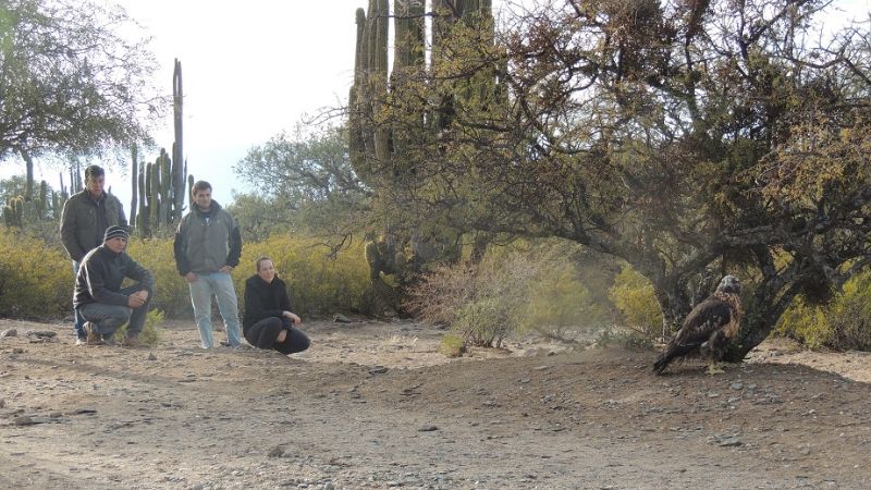 Ambiente liberó un ejemplar de águila mora