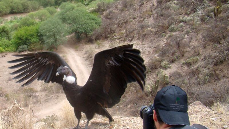 Liberación cóndor andino