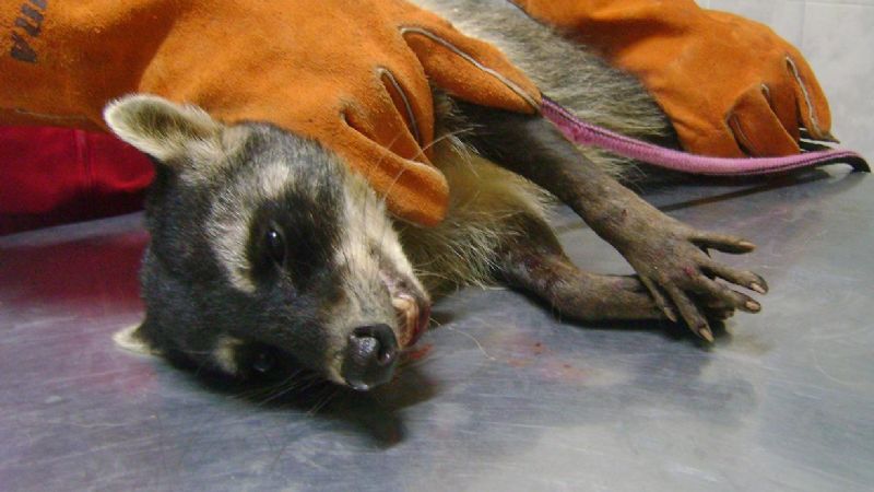 Encuentran herido un animal en peligro de extinción