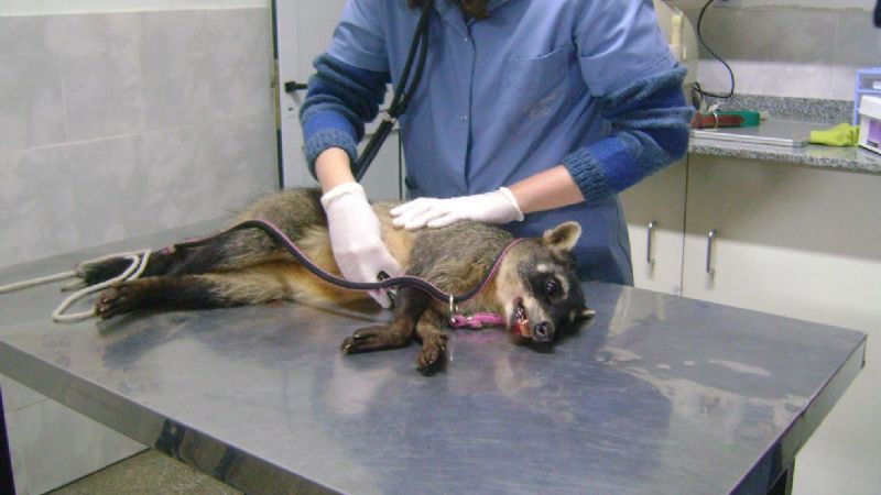 Encuentran herido un animal en peligro de extinción