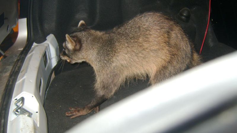 Encuentran herido un animal en peligro de extinción