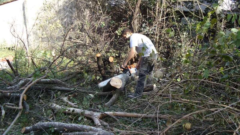 Piden cumplir Ordenanza sobre poda
