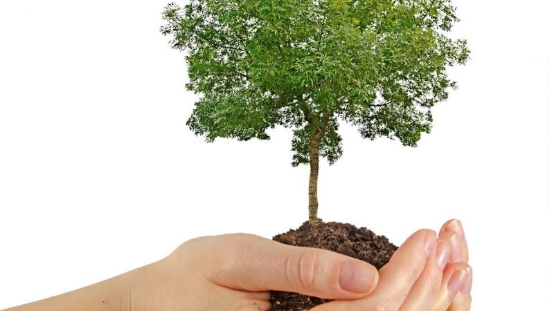 Comenzaron los trabajos del programa “Yo Adopto un Árbol”