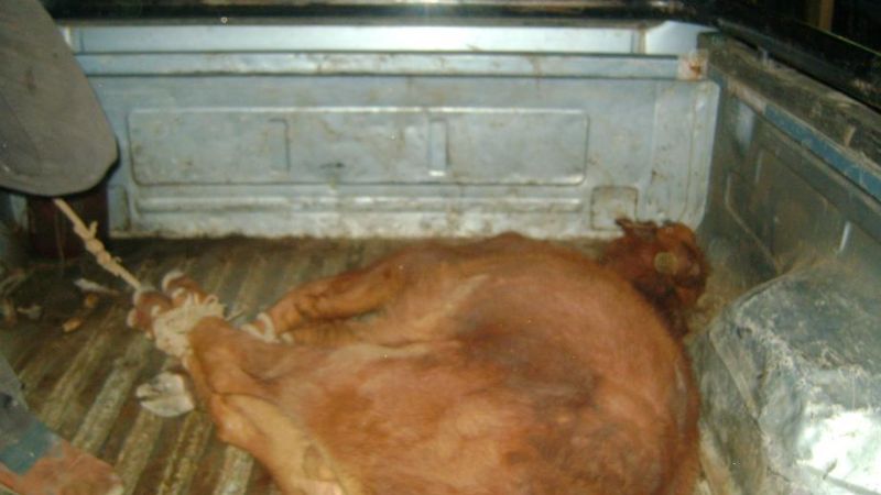 Secuestraron un ternero en Huillapima