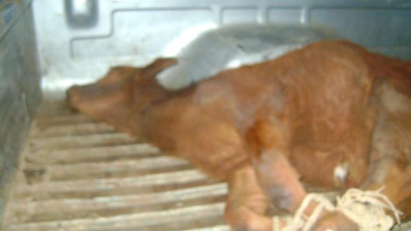 Secuestraron un ternero en Huillapima