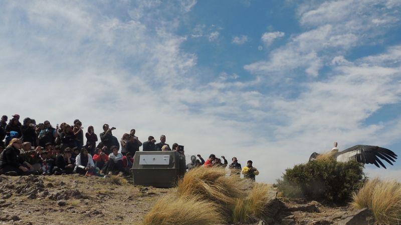 Cóndor andino rescatado en 2008 fue liberado hoy