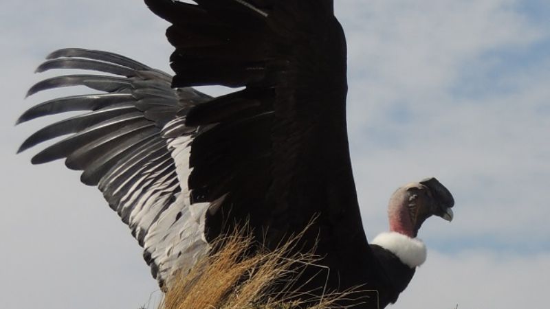Cóndor andino rescatado en 2008 fue liberado hoy