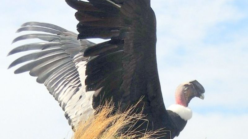 “Llujchichay” sobrevuela  las cumbres de Ancasti