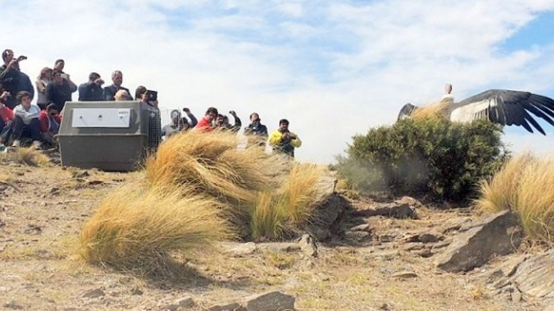 “Llujchichay” sobrevuela  las cumbres de Ancasti