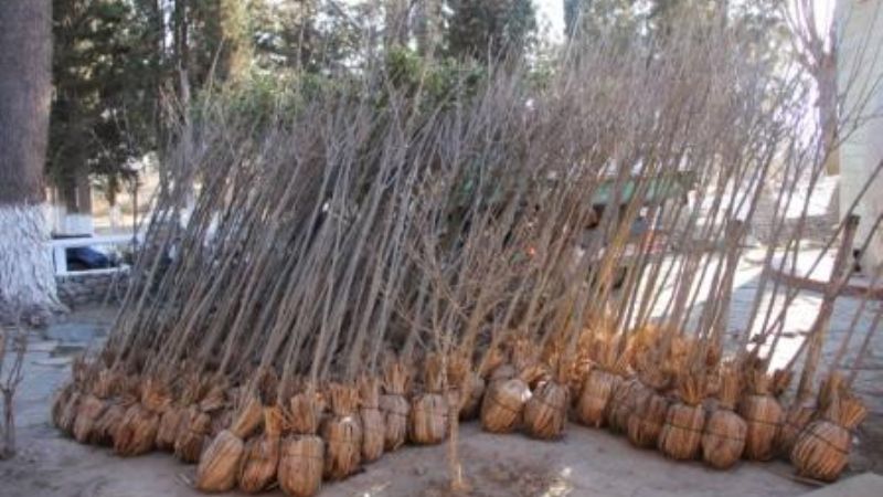 Santa María se prepara para la reforestación