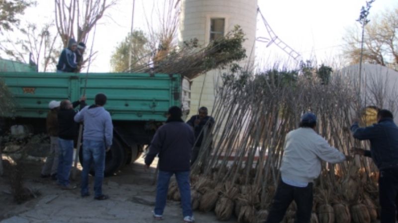 Santa María se prepara para la reforestación