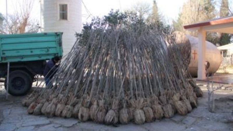 Santa María se prepara para la reforestación