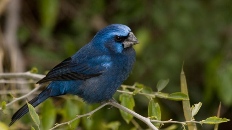 Secuestran pájaros en puesto caminero