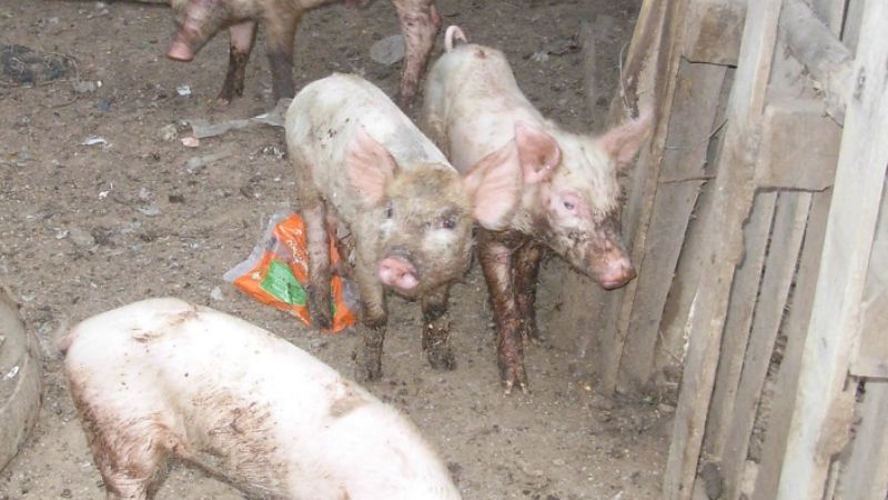 Tenían en su casa cinco lechones robados