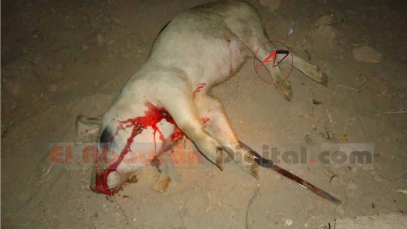 Detienen a menores cuatreros