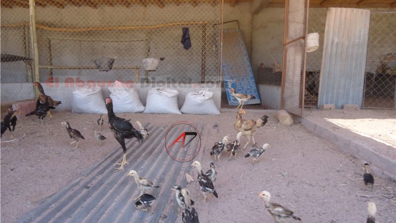 Robo en un criadero de gallos de raza