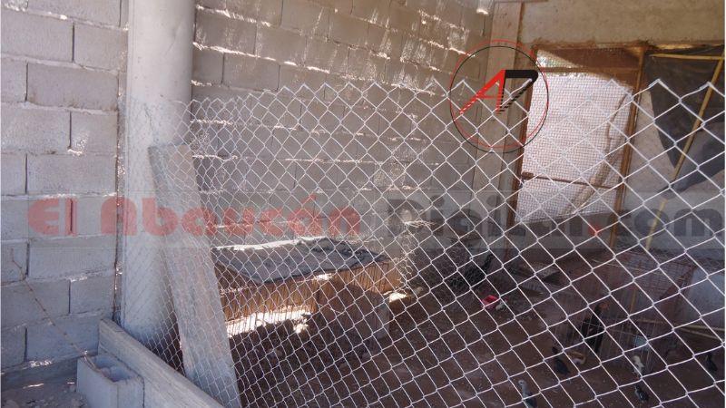 Robo en un criadero de gallos de raza