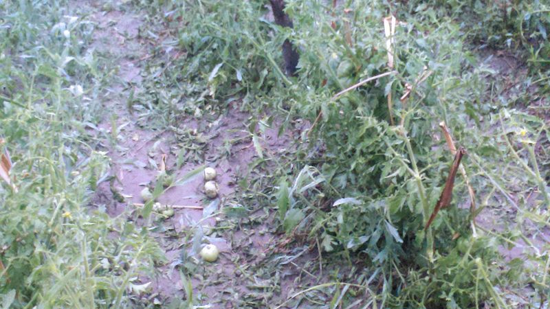 Los productores esperan ayuda tras el temporal